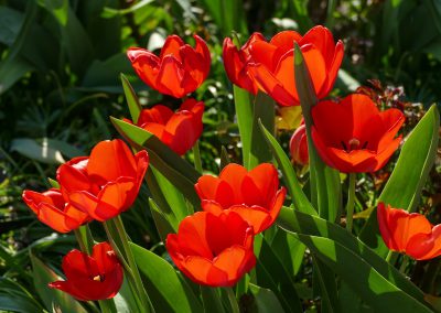 red-tulips-3360729_1920